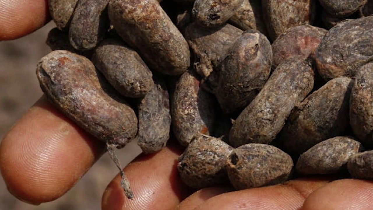 Как какао помогает лечить язву желудка. Помогает даже в запущенной форме.