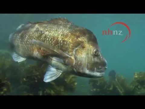 Thumbnail of the video: Our Big Blue Backyard: Goat Island