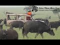 Zebra Plains Mara Camp Private Safari Vehicles Maasai Mara
