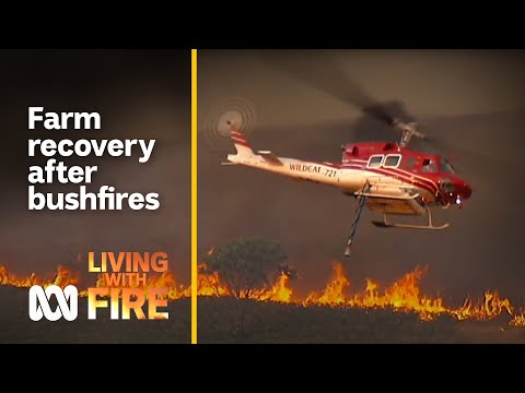 How does a farming region come back from devastating fires? Living with Fire