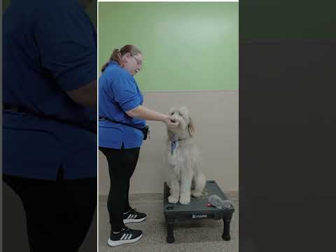 Pawsitive K9 Solutions video.