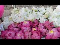 Nelum Mal 1000 POOJA Ruwanweliseya Anuradapura Sri Lanka