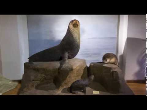 Pälssälarnas familjeliv