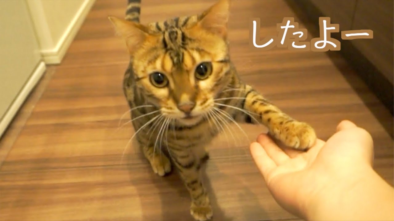 ロゼのお手がなんかおかしい。。。。