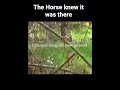 Creepy encounter on horseback!!