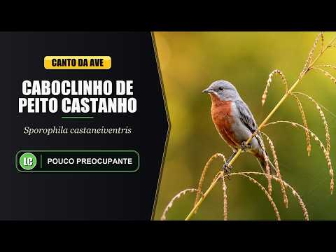 Kňažík hnedobruchý (Sporophila castaneiventris) — video o speve a chove