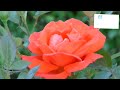 Phul Kali Chand Sitare Krantiveer MP3 90s Songs Atul Agnihotri Mamta Kulkarni
