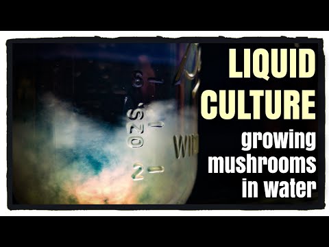 Liquid Culture: Mushrooms Grown in Water with Instant Pot