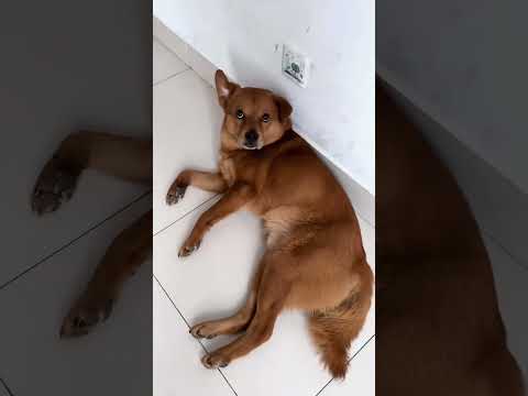 That little dog nearly gave me a fright! Disorienting behavior from an animal.