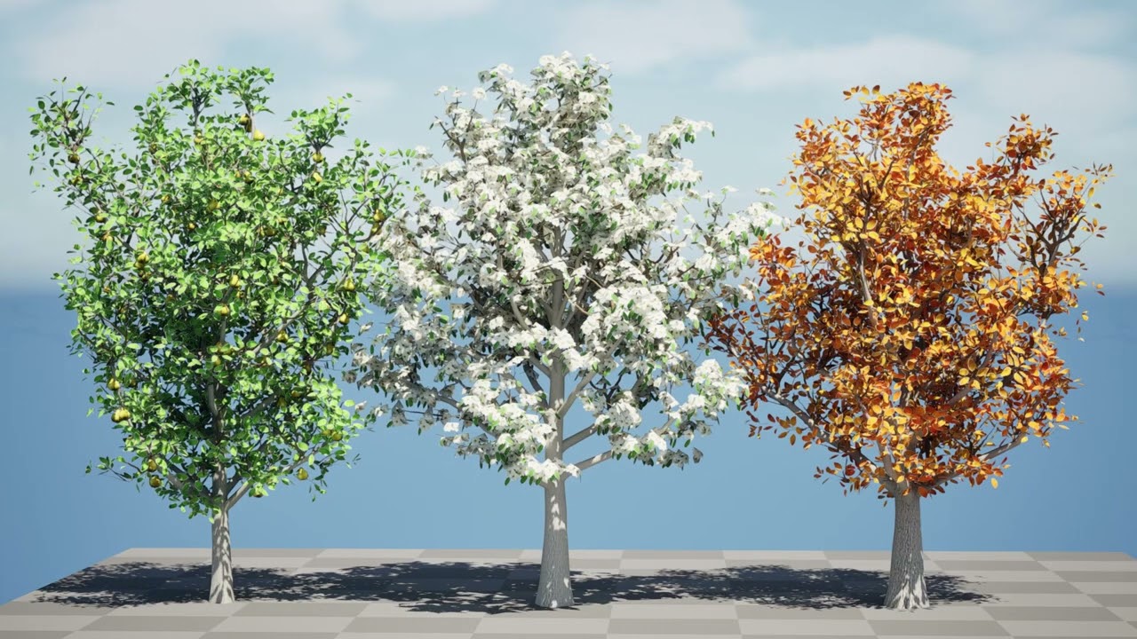 Realistic Pear Tree - All Seasons 3D Model