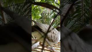 Download lagu Merbok Hutan Derak Angsa mp3 Download lagu Merbok Hutan Derak Angsa mp3