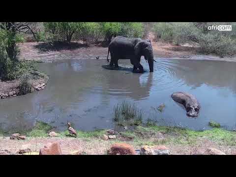 Elephant chases Hippo at Kwa Maritane