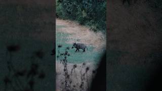 El celo del corzo francés | cazando corzos #hunting #berettatribe #rwshunting