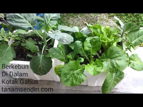 download lagu mp3 mp4 Gabus Kotak, download mp3 Gabus Kotak free download mp3, download mp3 Gabus Kotak