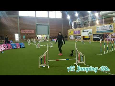 Októberi Bing Agility Kupa (2022.10.22.) Cody A2 Agility/A2 Jumping