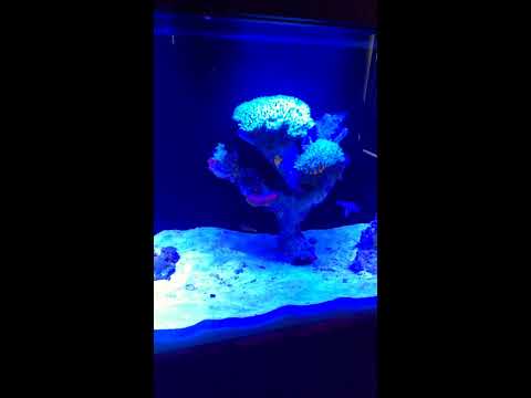 NEW SALT WATER FISH TANK 220 GALLON