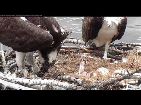 Whole fish dinner for the chick   14 20  Hellgate    1Video 2017 06 06 165645