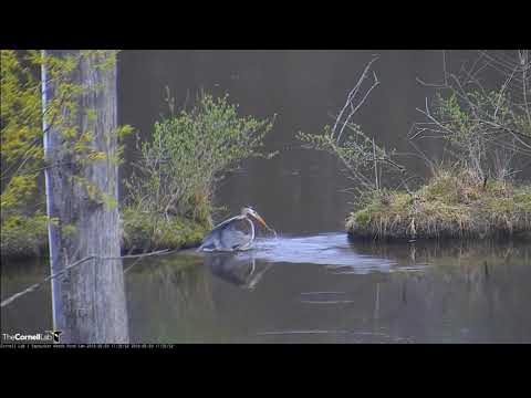 SWP Video 2019 05 03 173400 GBH DIVES AGAIN AND MISSES FISH