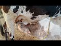 Bull Calf Feeding Cows Video