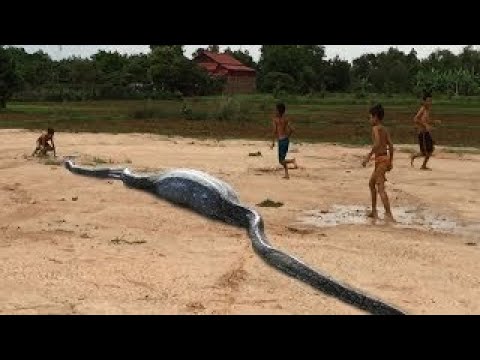 Unbelievable! Four Children Catch Big Snake By Hand Children Playing With Snake Near The V