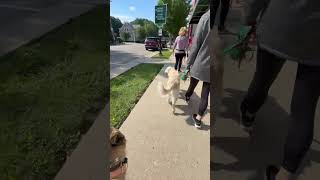 Video preview image #1 Mutt Puppy For Sale in Stevens Point, WI, USA