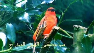 صباحية مباركة يا عروسة موسيقى مجانية Mp3