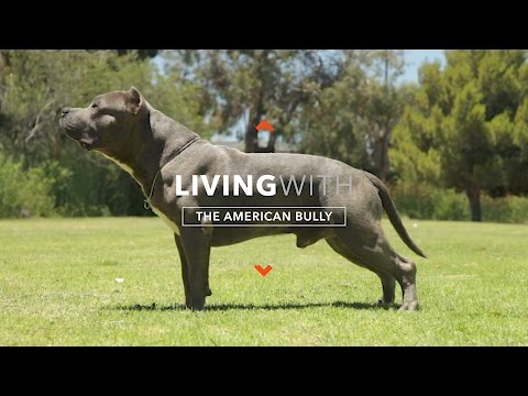 ALL ABOUT LIVING WITH THE AMERICAN BULLY