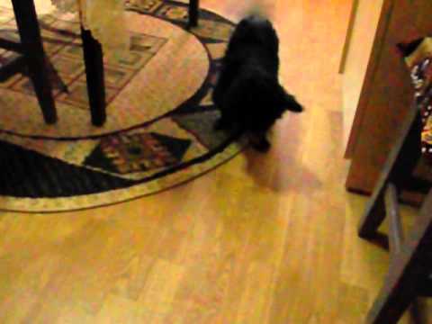 faze comice negrutzu 2015