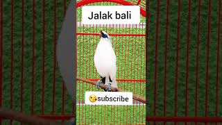 Download lagu Jalak bali cocok untuk isian murai batu‼#birds #jalak #kicaumania #shorts mp3