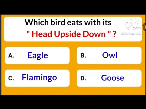 What Does This Bird Eat with Its Head Upside Down? [Answer]