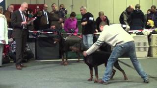 preview picture of video 'CACIB 86th International Dog Show in Luxembourg - Dobermann males'
