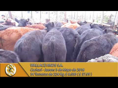 03-05-18 Venta de Machos - Wallace Hnos S.A. - Cacharí.