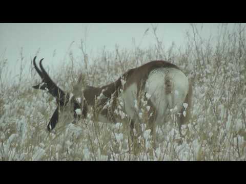 Pronghorn Antelope