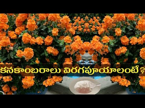 How To Get More Blooms in Crossandra Plant,Kanakambaram mokkalu, #crossandra #kanakambaram #flowers