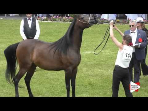 N.114 JV NERINA - Ströhen 2016 B-Show - Mares 4-6 years old (Class I)