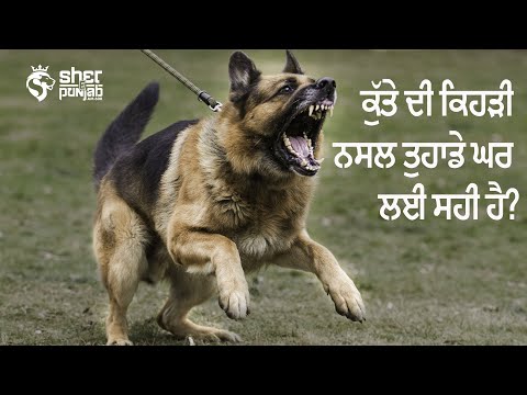 Which breed of dog is right for your household?