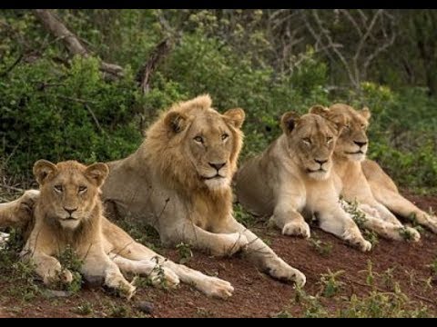 Africa Predatori letali - Il branco degli adolescenti