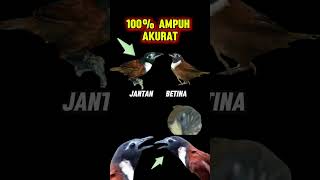 Download lagu Ciri-Ciri Perbedaan Burung Tepus Leher Putih Jantan dan Betina #tepus mp3 Download lagu Ciri-Ciri Perbedaan Burung Tepus Leher Putih Jantan dan Betina #tepus mp3
