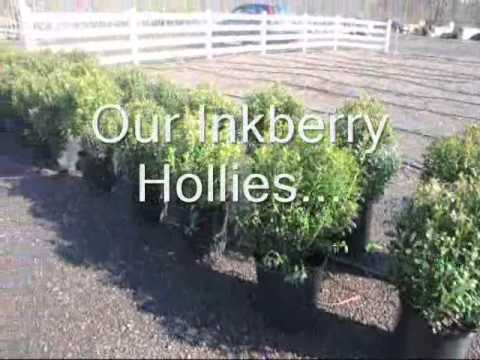 BBB Flowering Forsythia