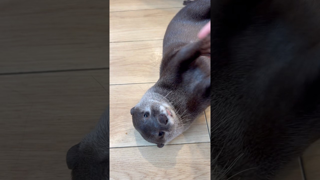 パワフルゆきちゃんと❄️手遊び🤲 #カワウソ #otter