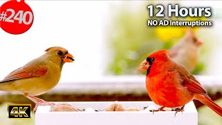 12 Hrs Best of Relaxing TV for Cats 😻 Uninterrupted Birds 🐦 Cat TV @LensMyth