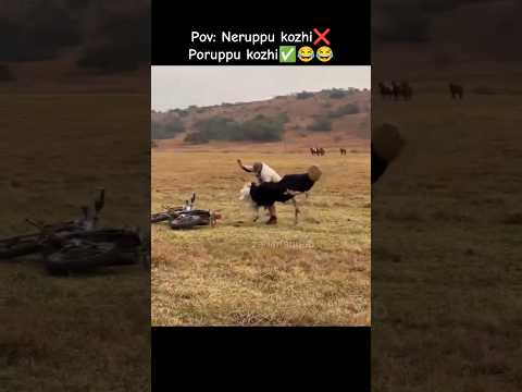 Dog be like: Just miss😂#viral#trending#shorts#comedy#funny#reels#tamil#animals#fun#youtube#video#hen