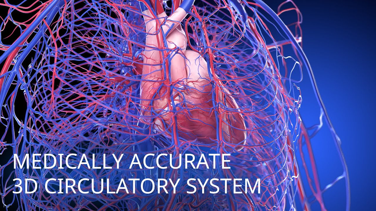 Medically accurate circulatory system 3d animation