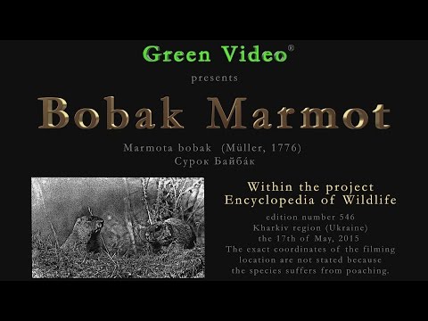 Bobak Marmot (Marmota bobak) — Green Video encyklopédia divočiny