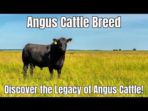 , title : 'Angus Cattle Breed: Breeding, Characteristics, and Fascinating History'