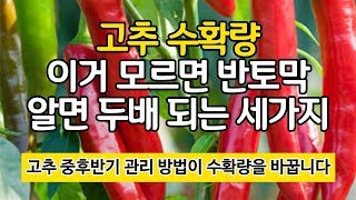 고추 수확량! 이거 모르면 반토막, 알면 두배가 되는 세가지(고추 재배 중, 후반기 관리 방법)