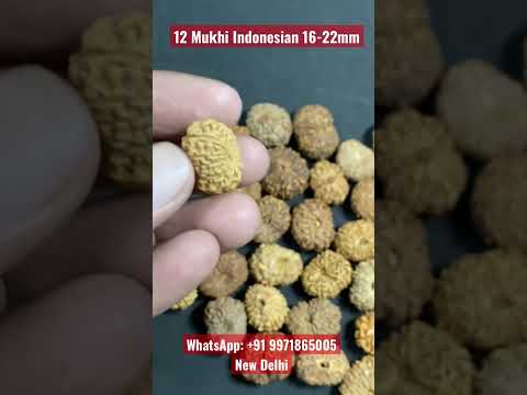 12 Mukhi Indonesian Rudraksha