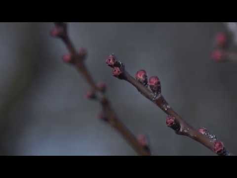 Dobar dan, domaćine: Savet stručnjaka - Voćarstvo