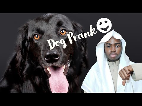 😱 🐕 Black DOGS on the Road! - DOG PRANK 🤪 - Mufti Yaks