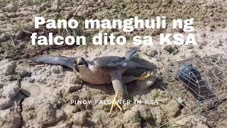 PANO MAGHULI NG FALCON SA SAUDI ARABIA /How to catch a falcon in Saudi Arabia